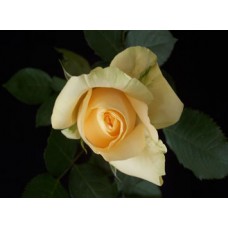 Roses - Peach Avalanche